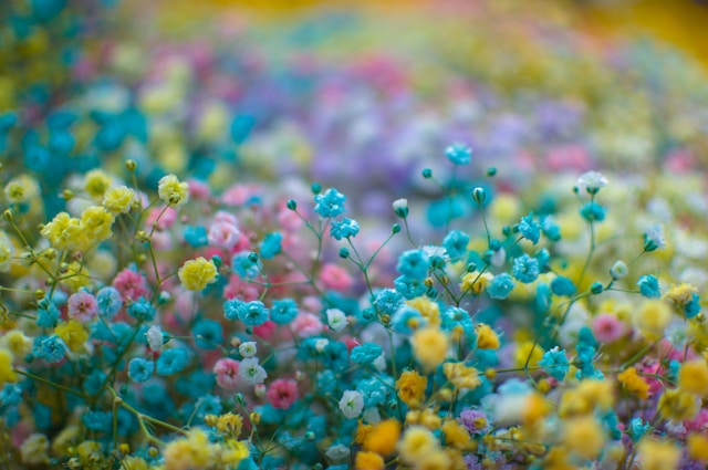 Whimsical Pastel Charm